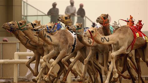 camel up spiel